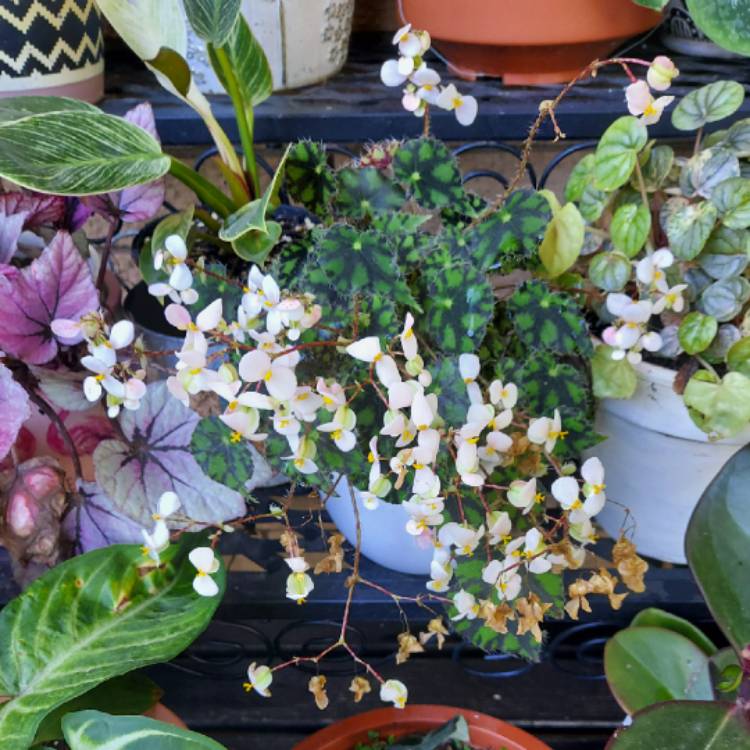 Plant image Begonia 'Tiger Paws'