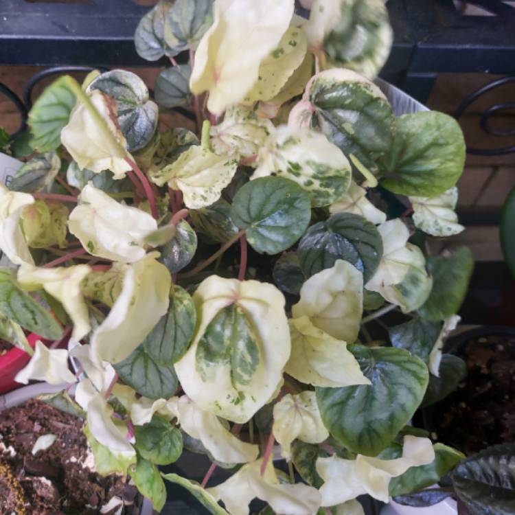 Plant image Peperomia Caperata Pink Lady