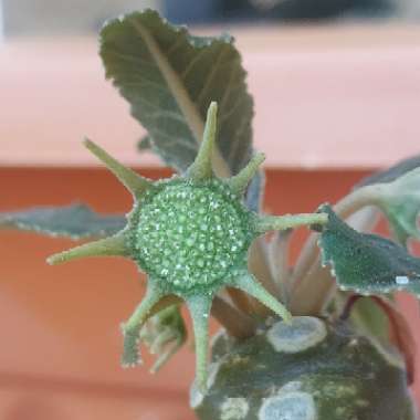 Dorstenia foetida