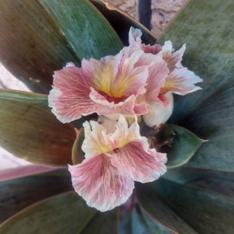 Plant image Costus Erythrophyllus Rubra