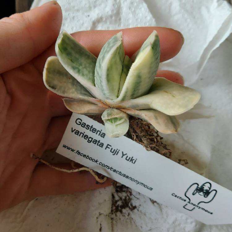 Plant image Gasteria obtusa f. variegata