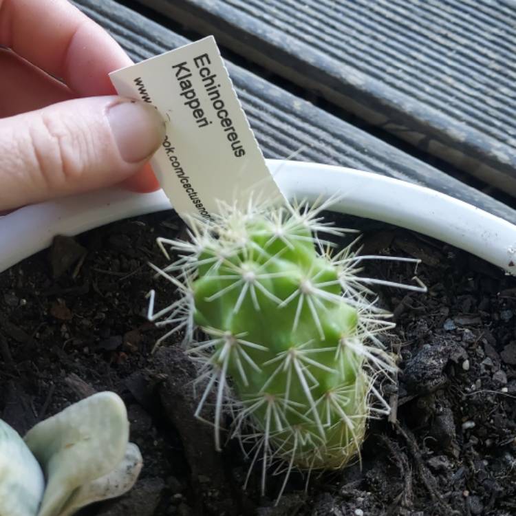 Plant image Echinocereus scheeri syn. Echinocereus klapperi