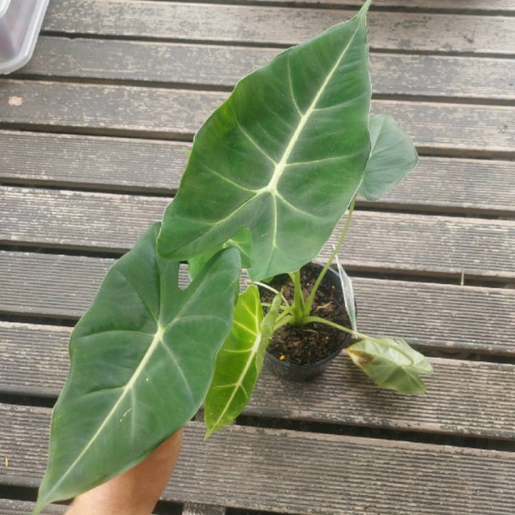 Plant image Alocasia Micholitziana 'Frydek'