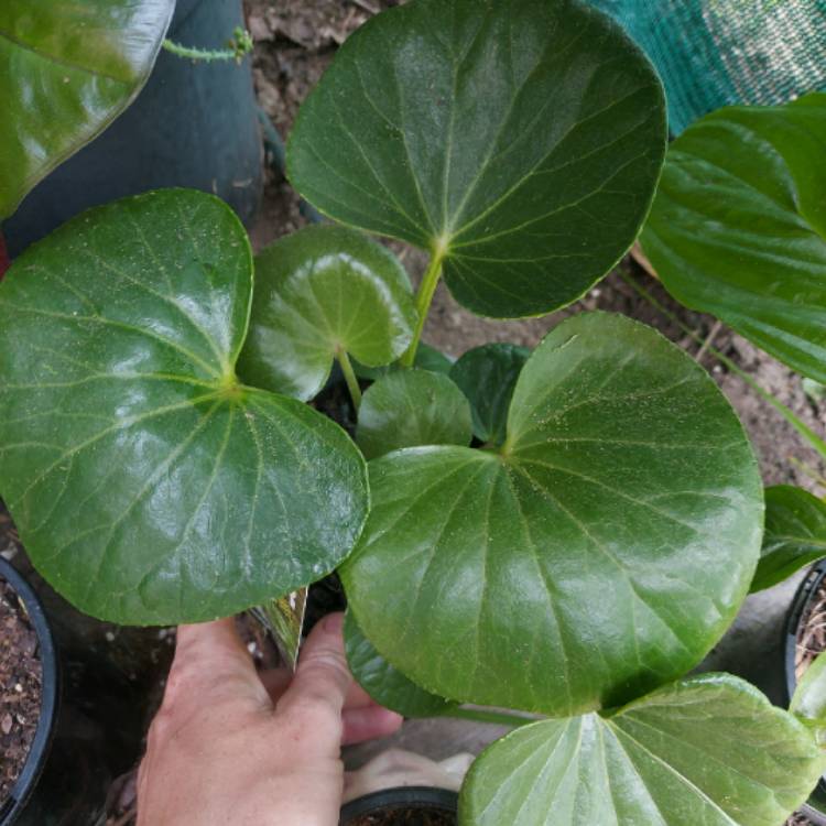 Plant image Ligularia reniformis