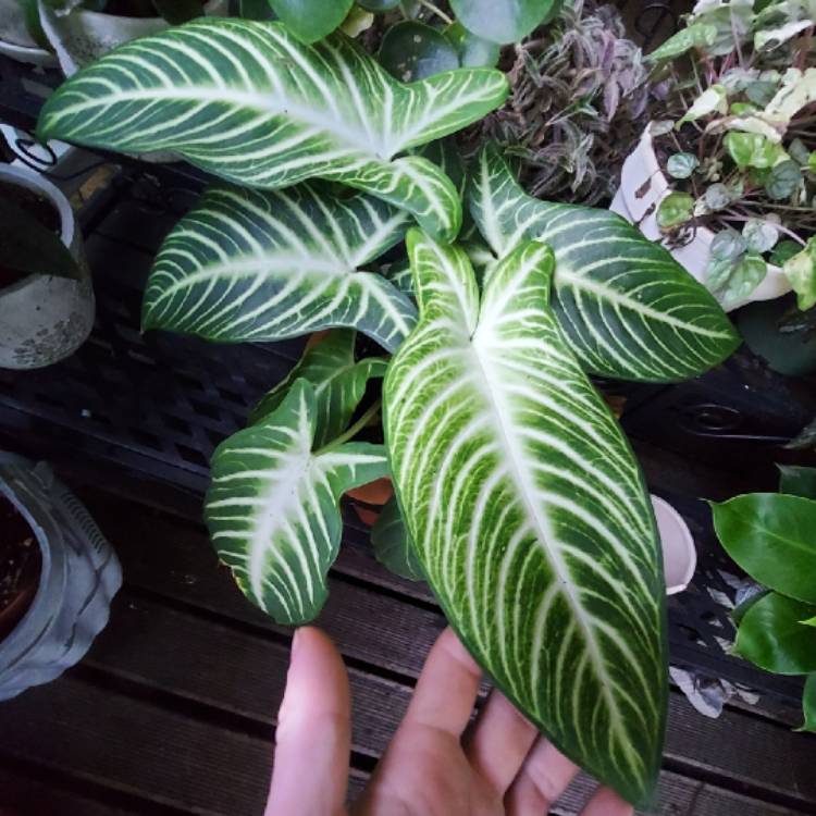 Plant image Caladium Lindenii syn. Phyllotaenium lindenii  ;  Xanthosoma lindenii