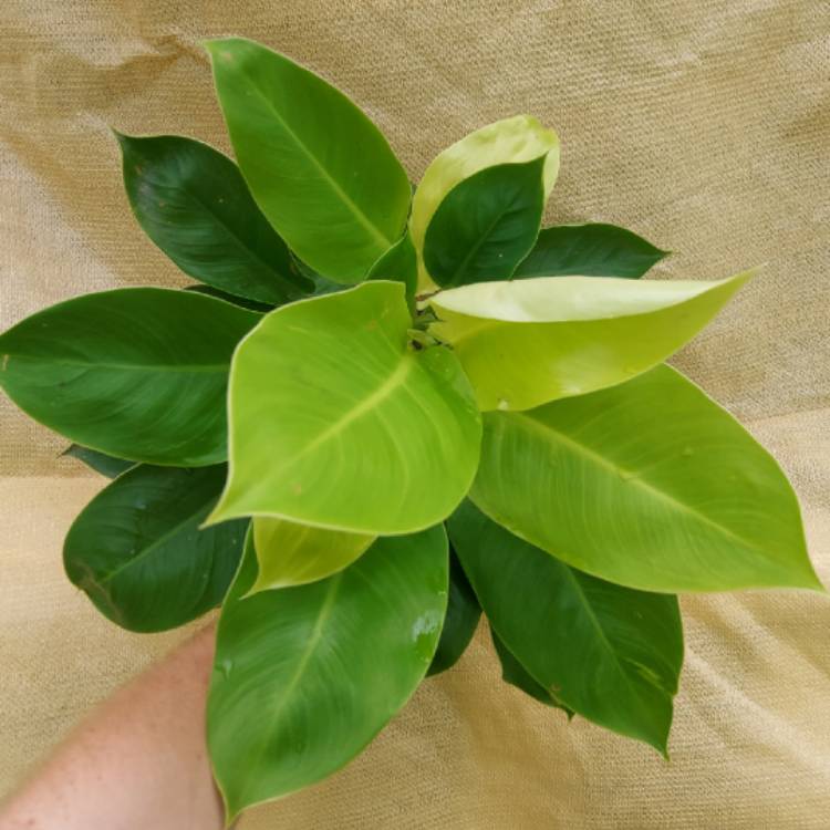 Plant image Philodendron 'Moonlight'