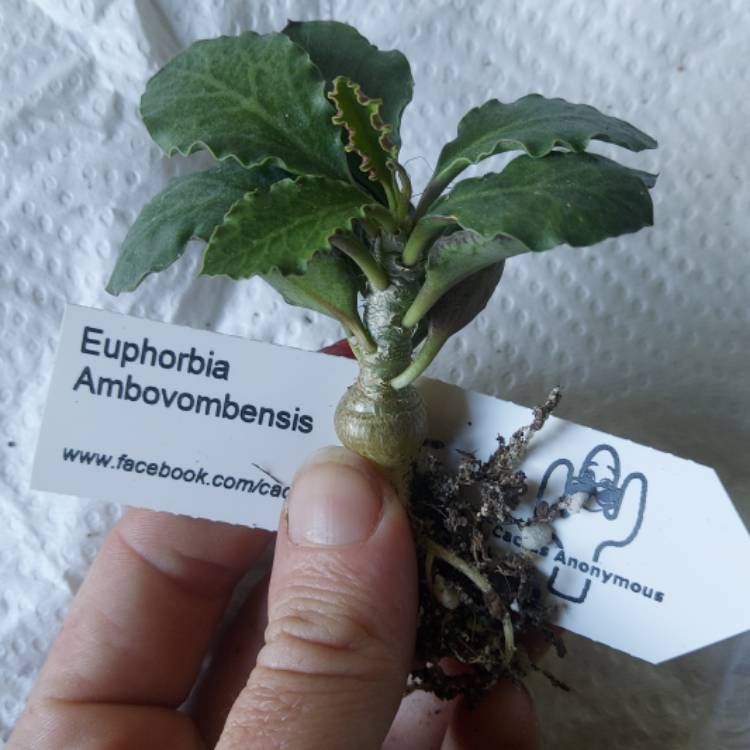 Plant image Euphorbia Ambovombensis