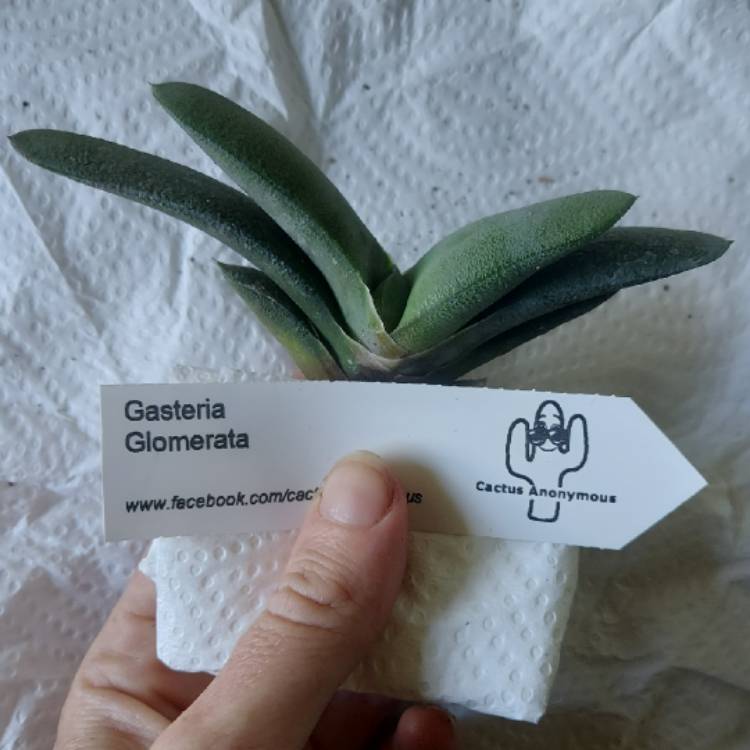 Plant image Gasteria Glomerata