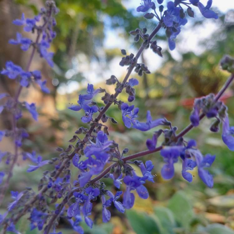 Plant image Plectranthus argentatus