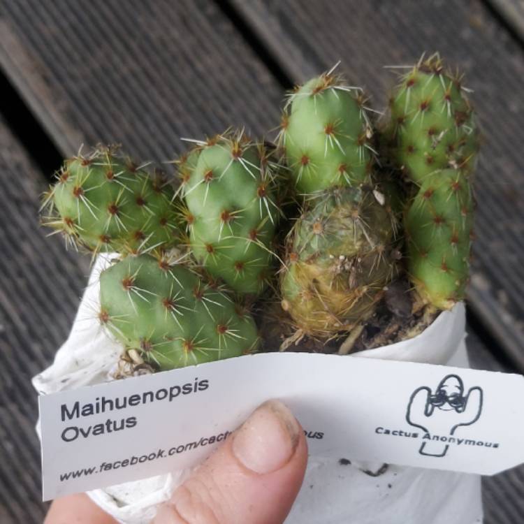 Plant image Opuntia ovata syn. Maihueniopsis ovata