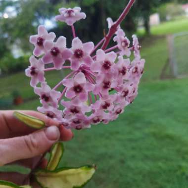 Hoya carnosa 'Krimson Princess' syn. Hoya carnosa 'Rubra'