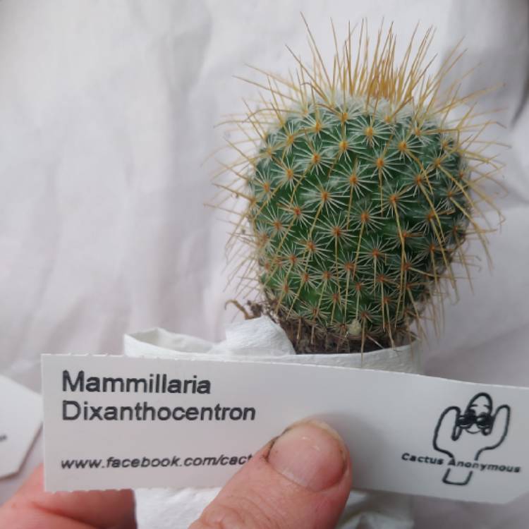 Plant image Mammillaria dixanthocentron