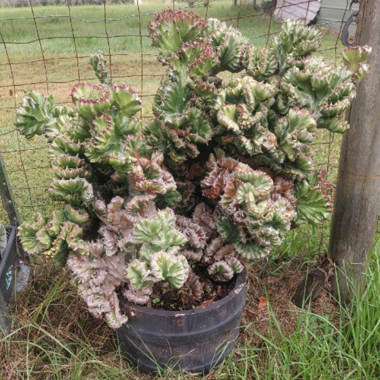 Plant image Euphorbia lactea f. cristata