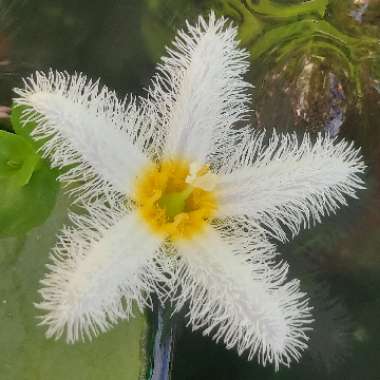 Nymphoides Indica Lily