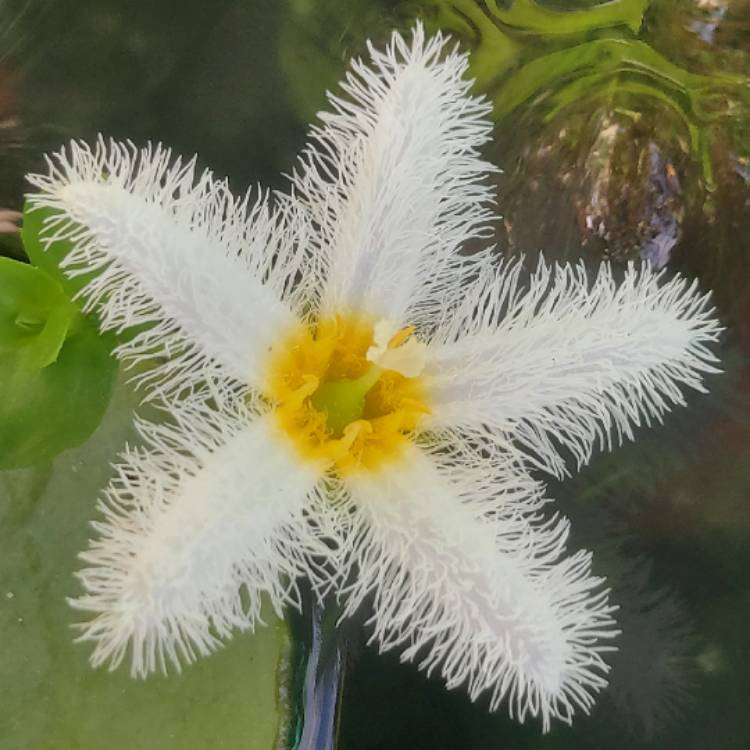 Plant image Nymphoides Indica Lily