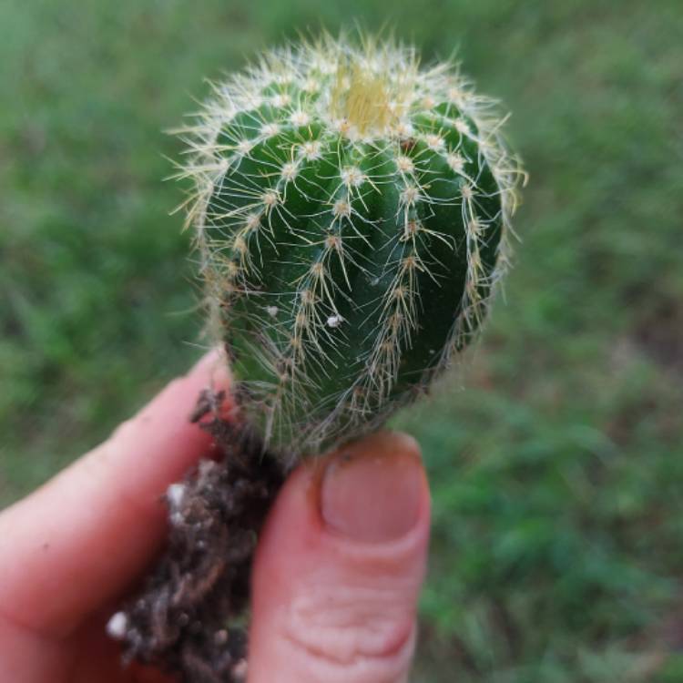 Plant image Parodia Warasii syn. Notocactus Warasii