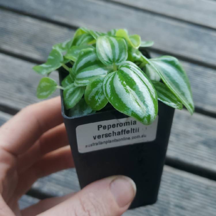 Plant image Peperomia verschaffeltii