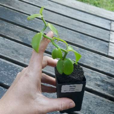 Vanilla planifolia