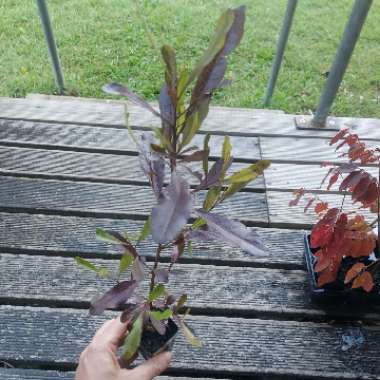 Dodonaea viscosa 'Purpurea'