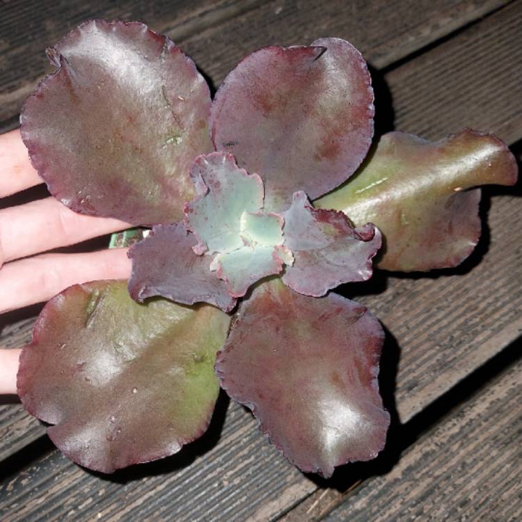 Plant image Echeveria Zorro