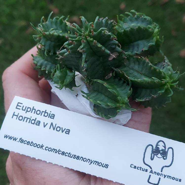 Plant image Euphorbia horrida