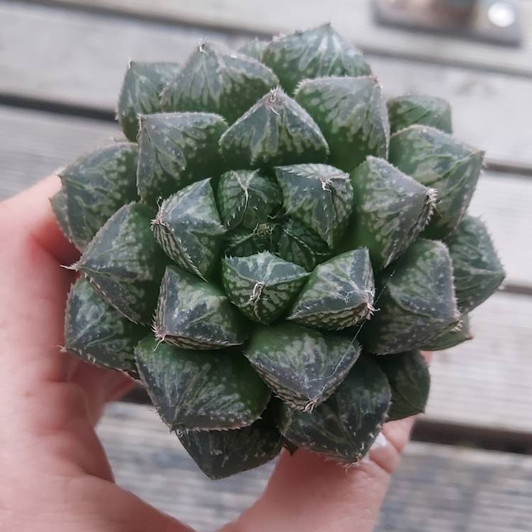 Plant image Haworthia Mirrorball