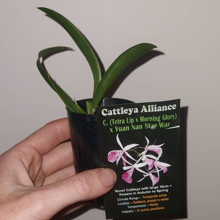 Plant image Cattleya hybrid