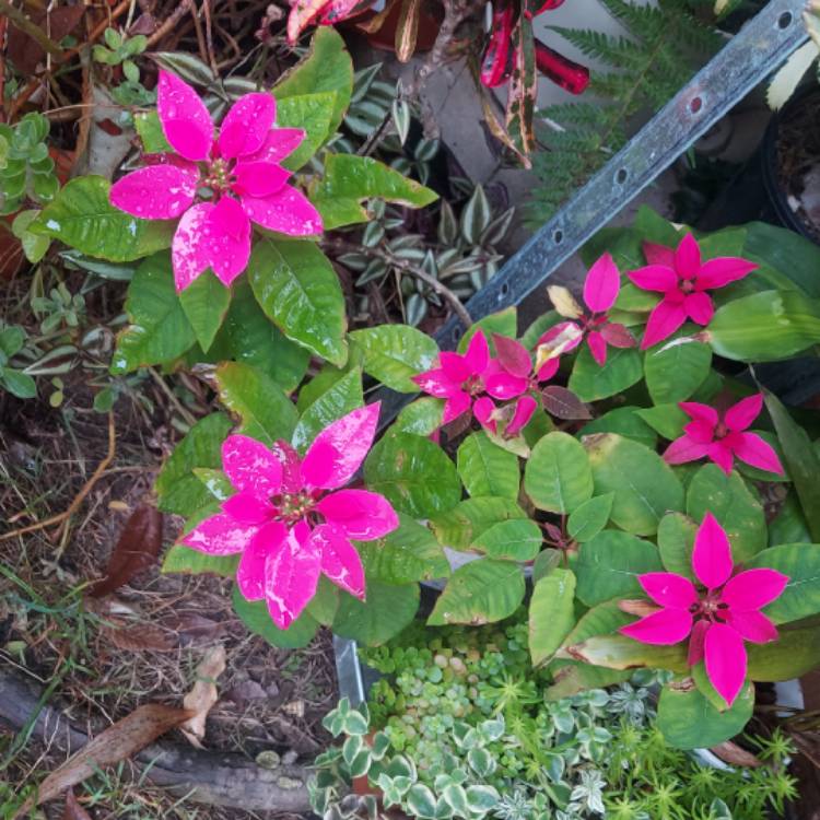 Plant image Euphorbia pulcherrima 'Bonpripicom' (Princettia Series) syn. Euphorbia pulcherrima 'Princettia Hot Pink'