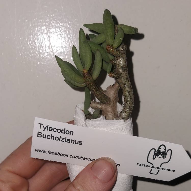 Plant image Tylecodon bucholzianus