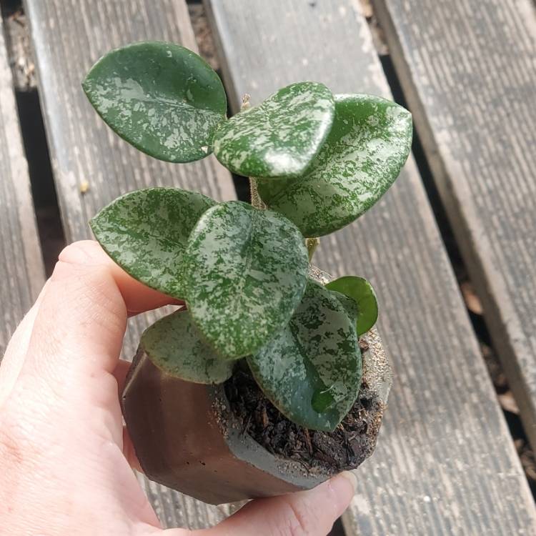 Plant image Hoya 'Mathilde'