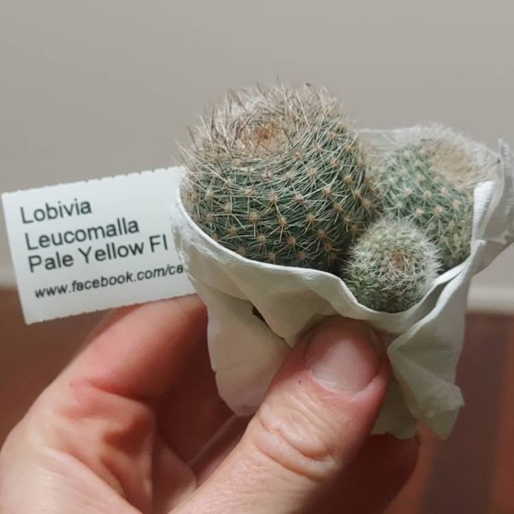 Plant image Lobivia Leucomalia