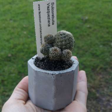 Rebutia canigueralii syn. Sulcorebutia tarabucoensis