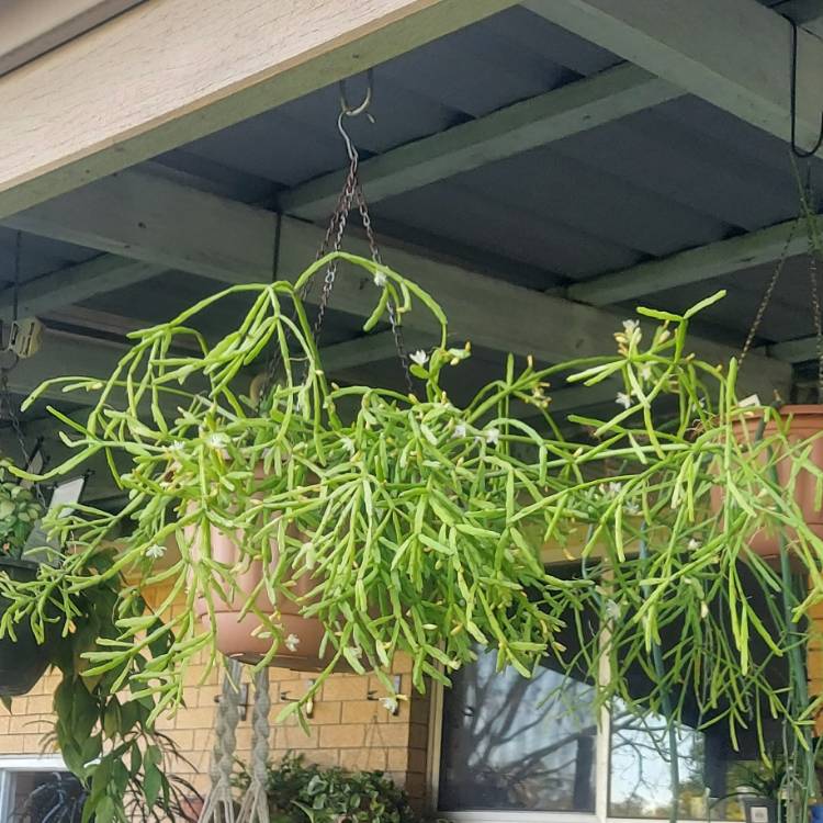 Plant image Rhipsalis sulcata