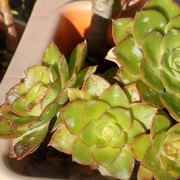 Plant image Aeonium Canariense var. Subplanum