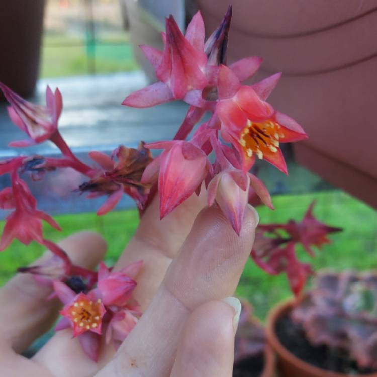 Plant image Echeveria Pallida