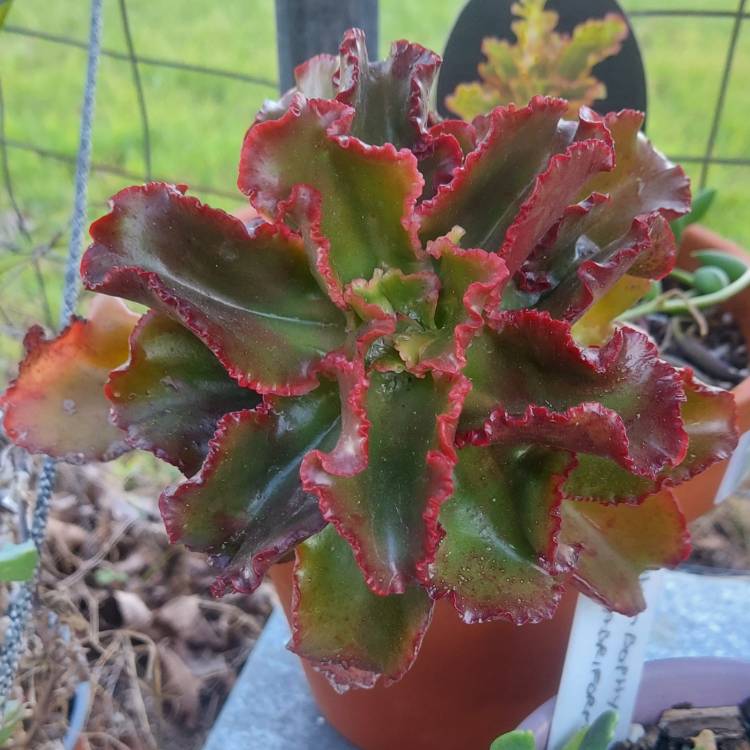 Plant image Echeveria Katella IV