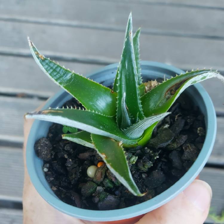 Plant image Dyckia Brevifolia