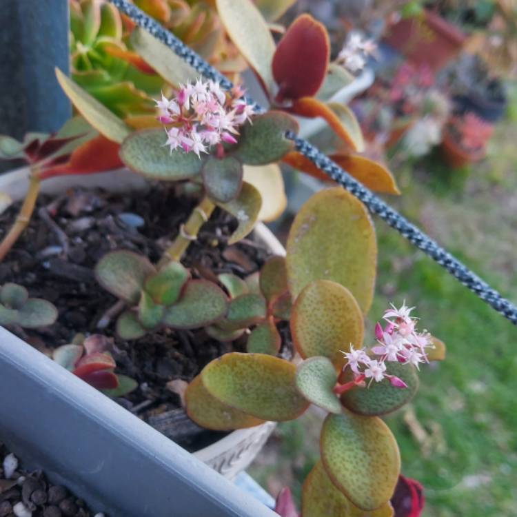 Plant image Crassula multicava 'ngabara'