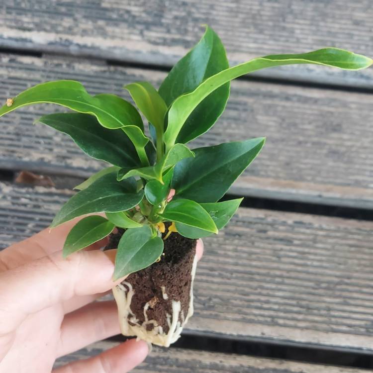 Plant image Anthurium plowmanii