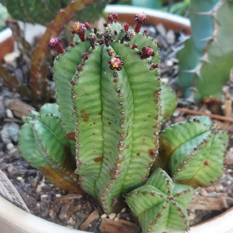 Plant image Euphorbia anoplia