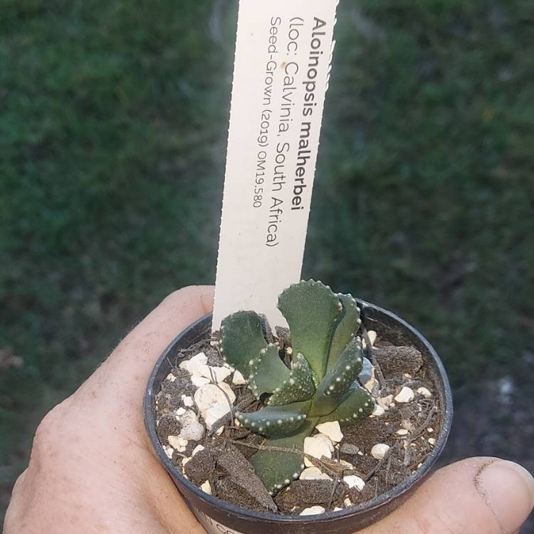 Plant image Aloinopsis malherbei