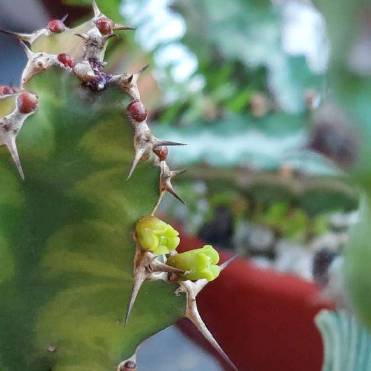 Plant image Euphorbia pseudocactus