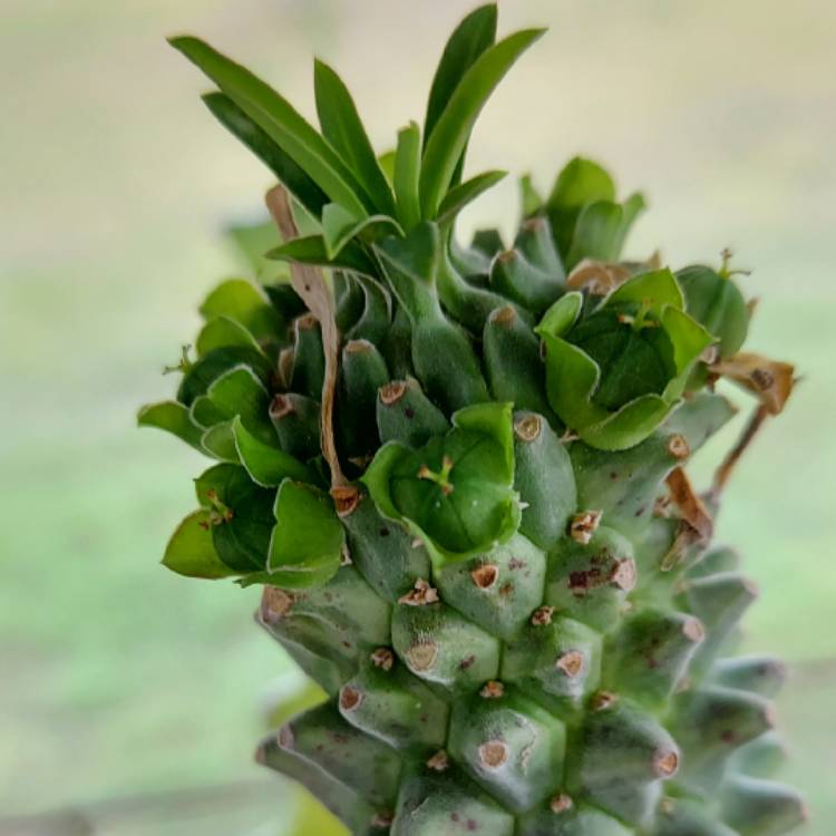 Plant image Euphorbia clandestina