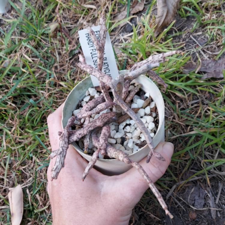 Plant image Euphorbia platyclada