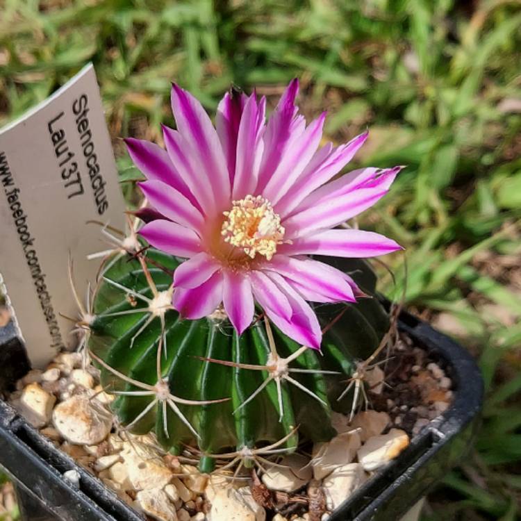 Plant image Stenocactus  syn. Echinofossulocactus