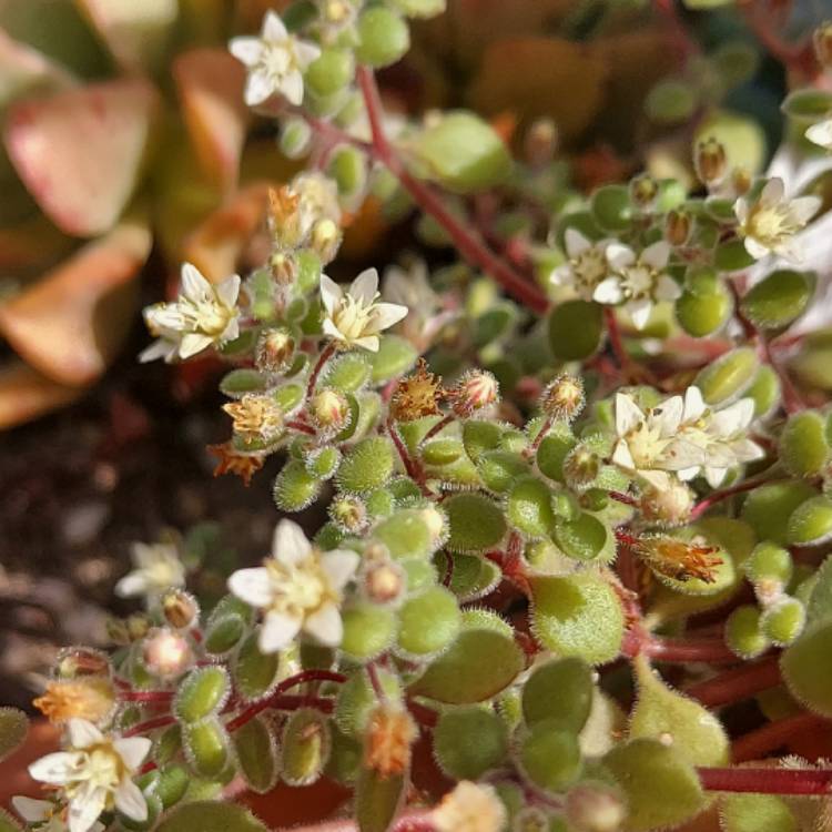 Plant image Crassula expansa subsp. fragilis