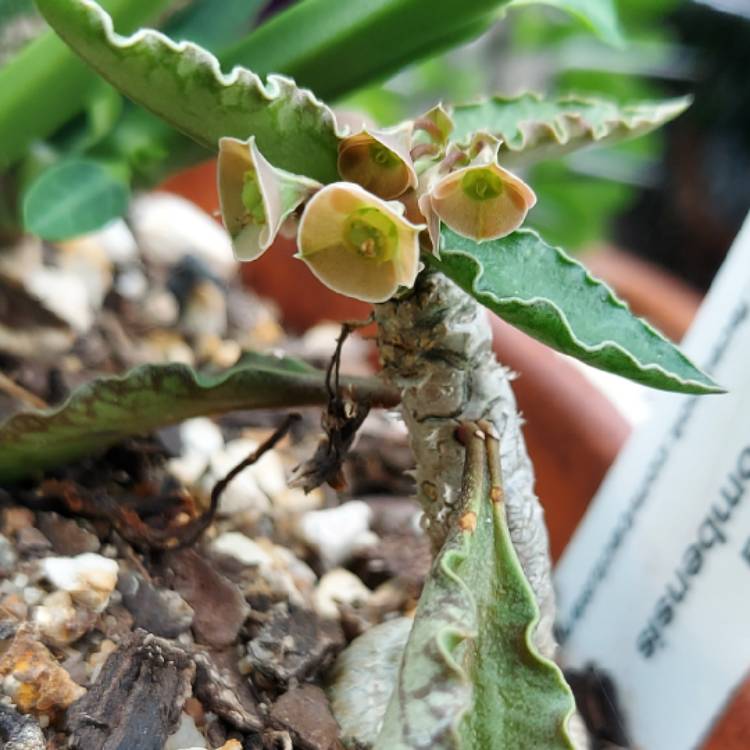 Plant image Euphorbia Ambovombensis