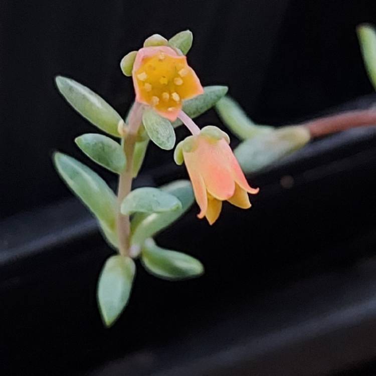 Plant image Echeveria Amoena