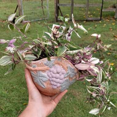 Tradescantia Tricolor Rosa