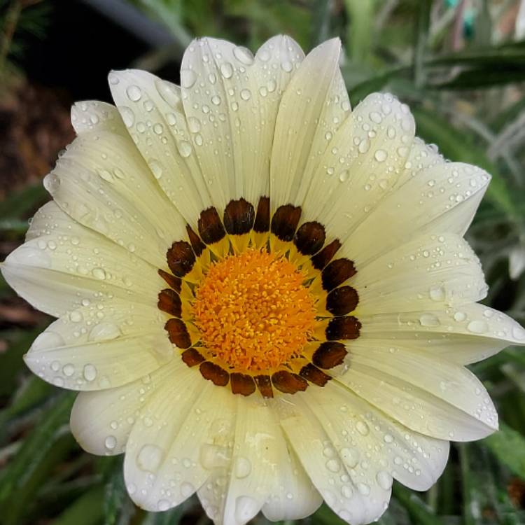 Plant image Gazania 'Frosty Kiss'